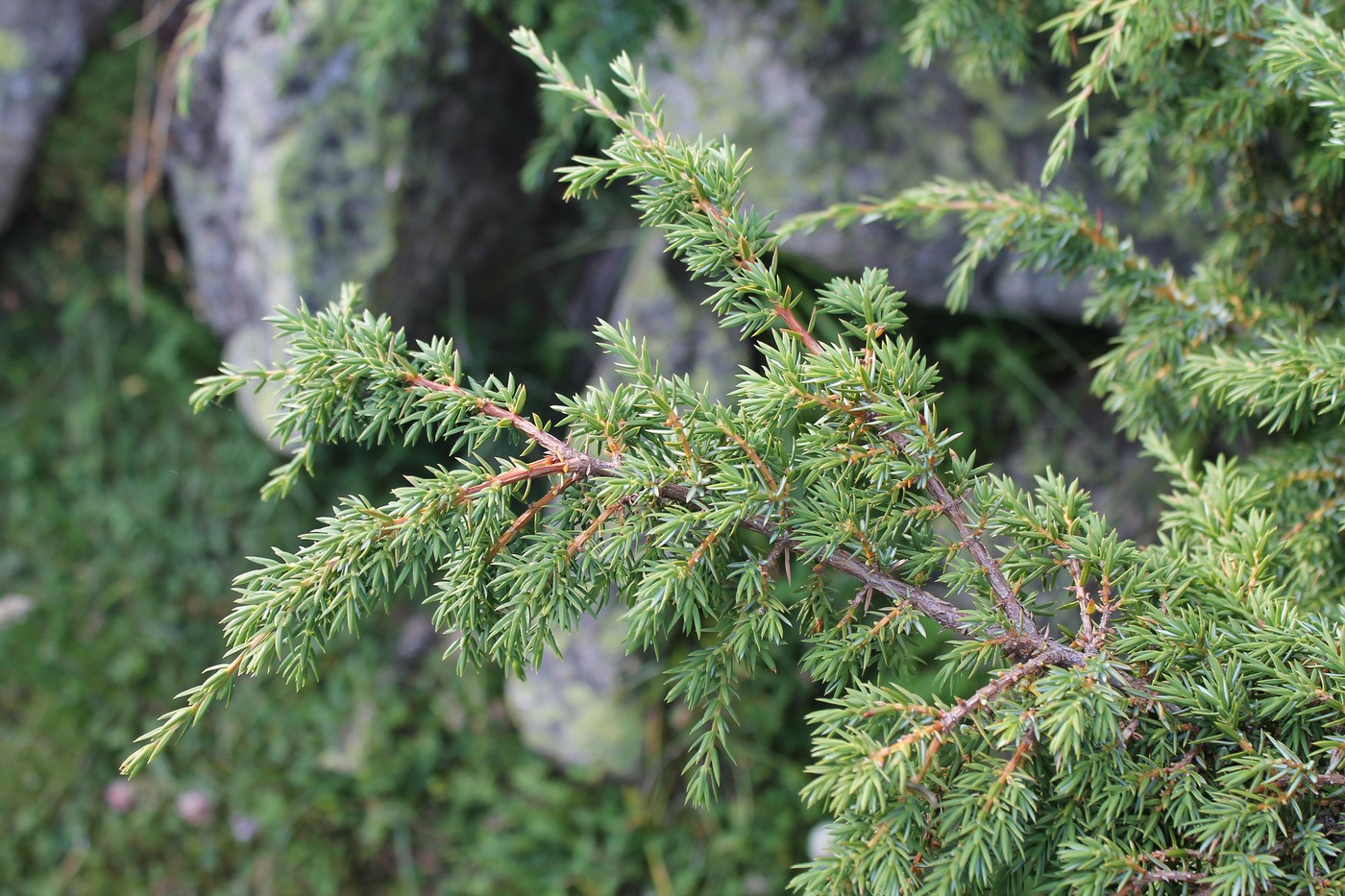 Image of Juniperus hemisphaerica specimen.