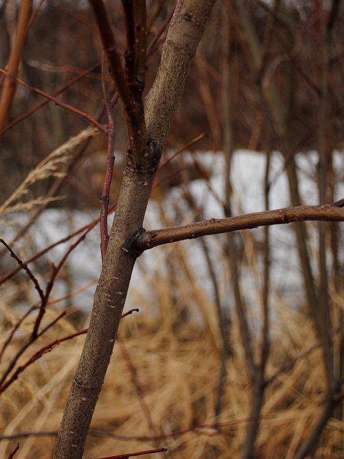 Image of Salix lapponum specimen.