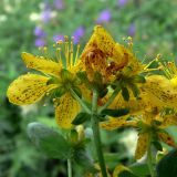 Hypericum maculatum. Верхушка побега с цветками. Североуральский городской округ, окр. пос. Крутой Лог, бывшая дер. Высотинка, берег р. Вагран, разнотравная поляна. 29.07.2017.