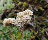 Antennaria dioica. Соплодие. Камчатский край, Алеутский р-н, о-в Медный, южный склон горы Аровая, кассиоповая тундра. 20.08.2017.