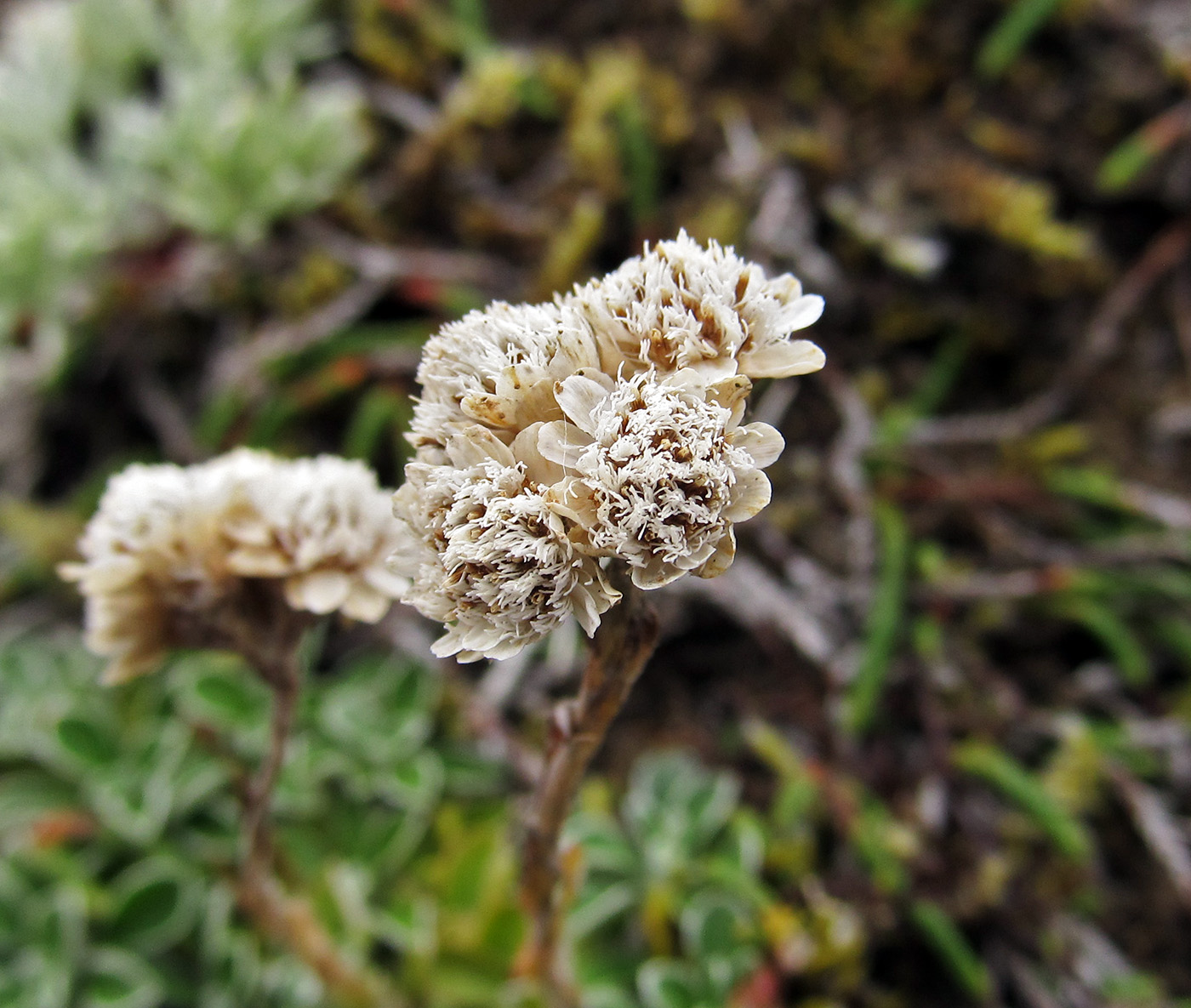 Изображение особи Antennaria dioica.