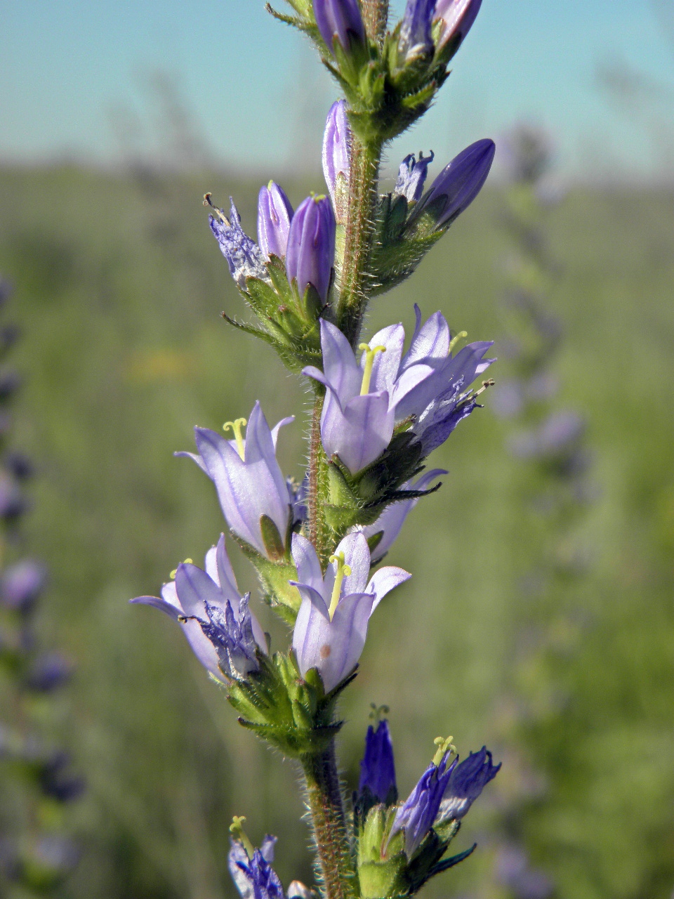 Image of Campanula macrostachya specimen.