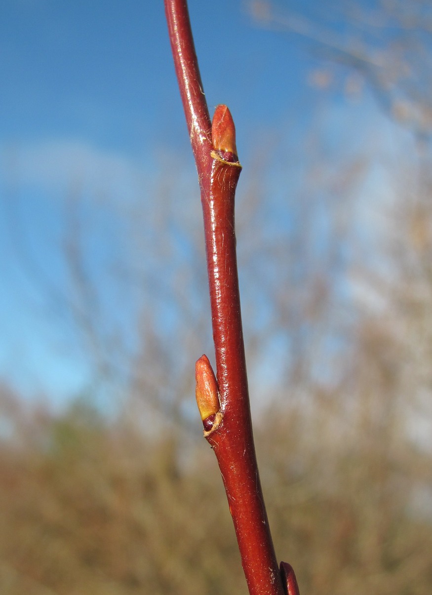 Image of Salix pentandra specimen.