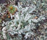 Cladonia cariosa. Верхушки подециев с апотециями. Кировская обл., Кирово-Чепецкий р-н, ур. Большое Каринское Болото, на почве. 10.05.2017.