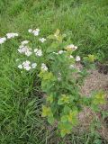 Cerasus tomentosa. Молодое растение. На заднем плане цветущая Achillea millefolium. Иркутская обл., Иркутский р-н, дер. Позднякова, в культуре. 16.08.2017.