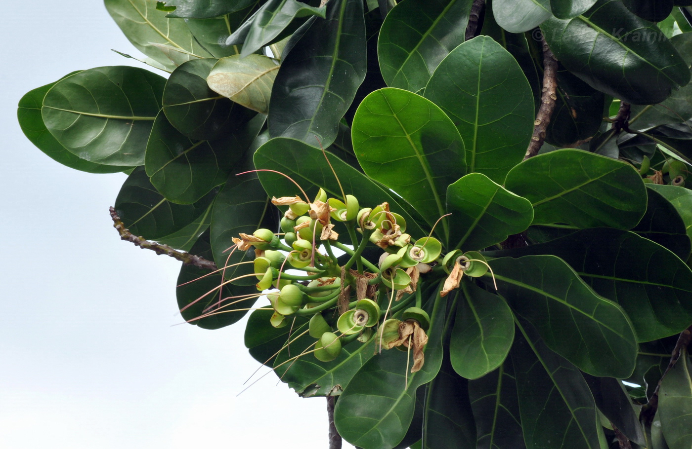 Image of Barringtonia asiatica specimen.