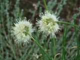 Allium stellerianum