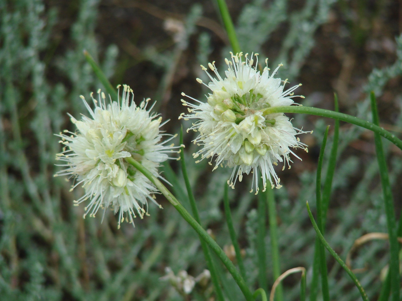 Image of Allium stellerianum specimen.