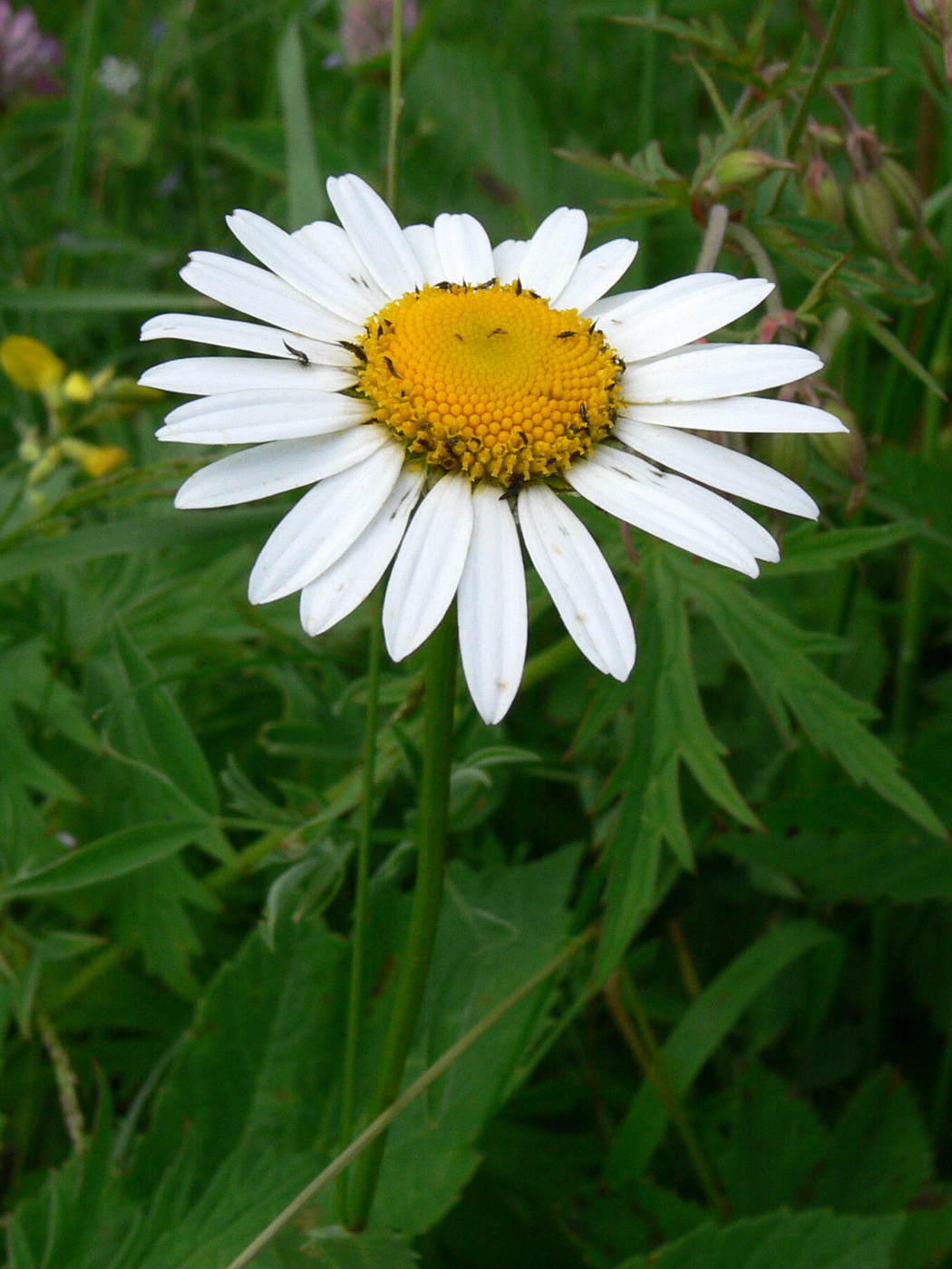 Изображение особи Leucanthemum vulgare.