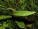 Dactylorhiza fuchsii