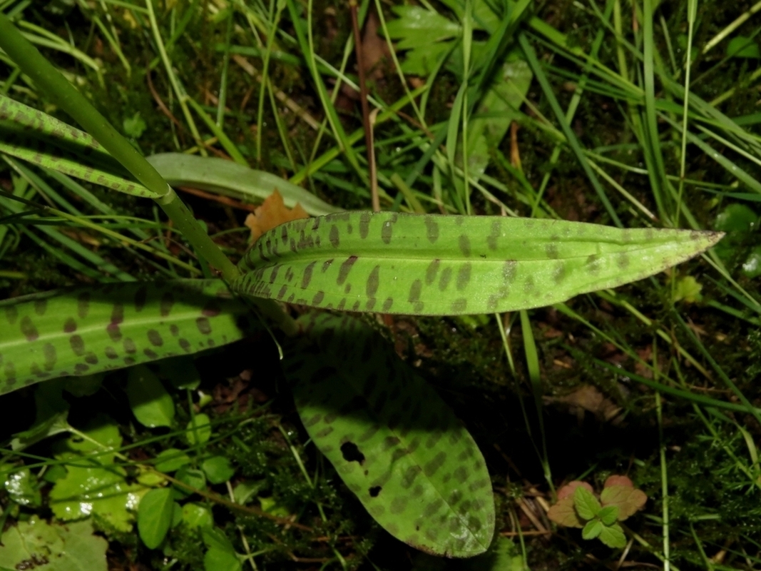 Image of Dactylorhiza fuchsii specimen.