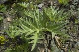 род Heracleum. Листья. Кабардино-Балкария, Эльбрусский р-н, окр. с. Байдаево, край тропы возле ручья. 16.07.2009.