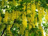Laburnum alpinum