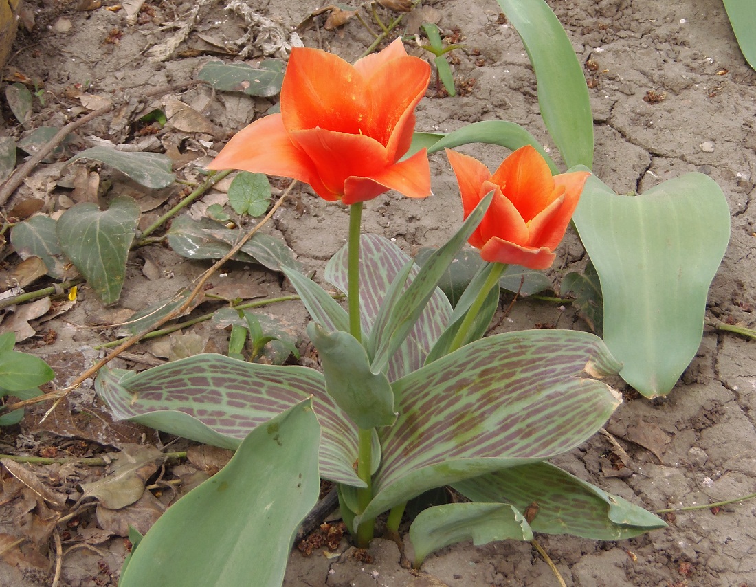 Изображение особи род Tulipa.