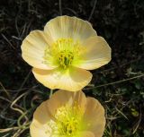 Papaver pulvinatum. Цветки, цветовая вариация. Красноярский край, западное побережье п-ова Таймыр, мыс Ефремов камень, каменистая тундра. 22.07.2017.