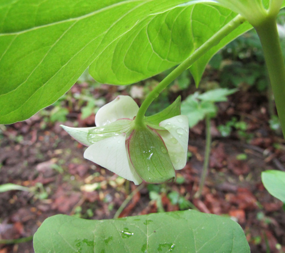 Изображение особи Trillium rugelii.