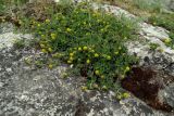 Medicago lupulina