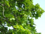 Acer trautvetteri. Часть кроны цветущего дерева. Адыгея, Кавказский биосферный заповедник, ур. Яворова Поляна, выс. ≈ 1600 м н.у.м., пихтово-кленово-буковый лес. 25.05.2018.