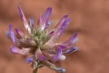 Astragalus petraeus