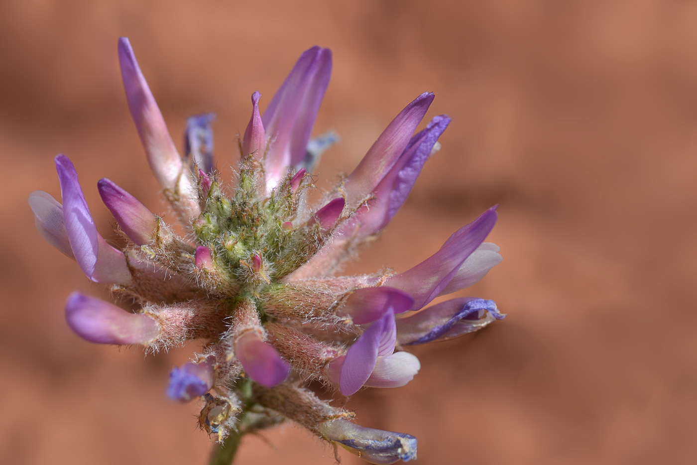 Изображение особи Astragalus petraeus.