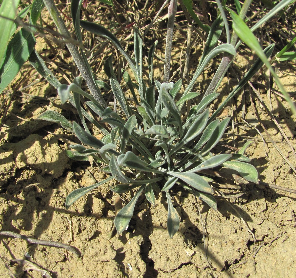 Image of Silene cyri specimen.