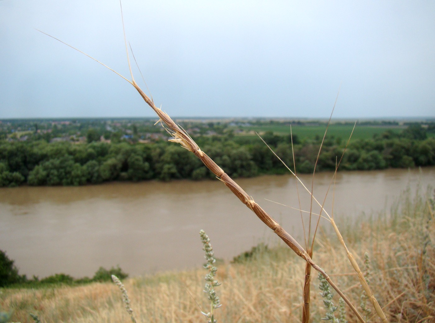 Image of Aegilops cylindrica specimen.