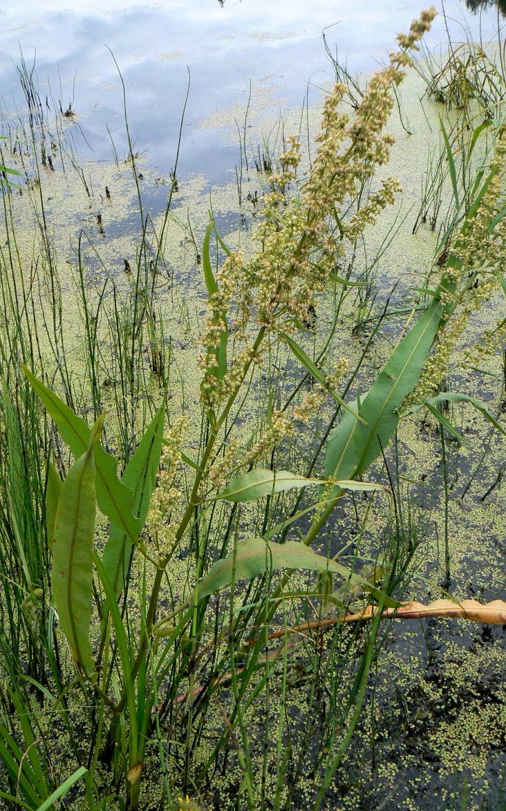 Image of Rumex hydrolapathum specimen.