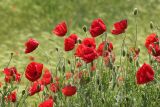 Papaver rhoeas. Верхушки побегов и бутонами и цветками. Краснодарский край, Черноморское побережье Кавказа, г. Новороссийск, окр. Суджукской лагуны, травостой. 24 мая 2016 г.