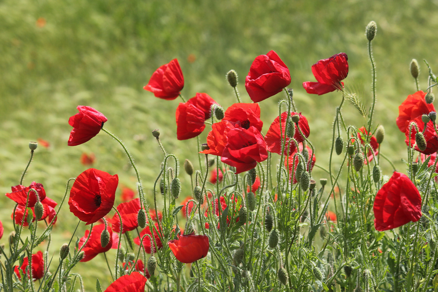 Изображение особи Papaver rhoeas.