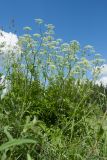 Chaerophyllum aromaticum