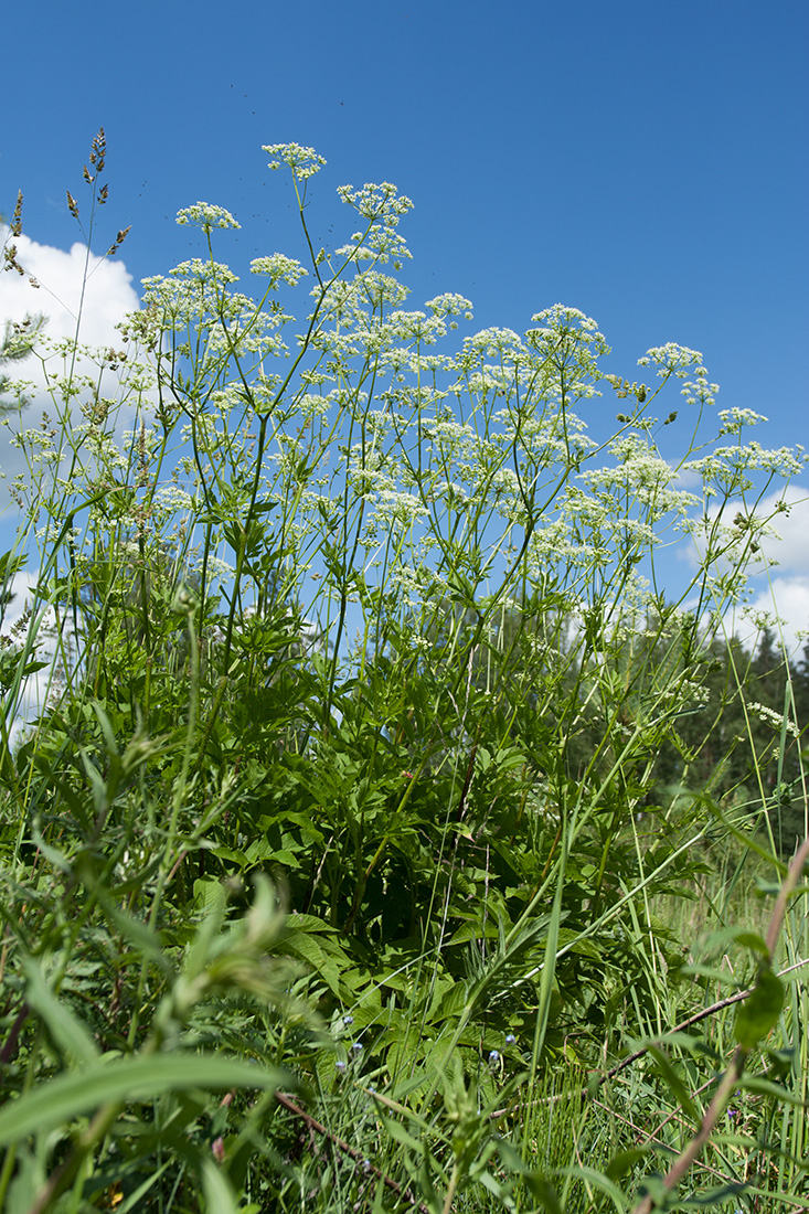 Изображение особи Chaerophyllum aromaticum.