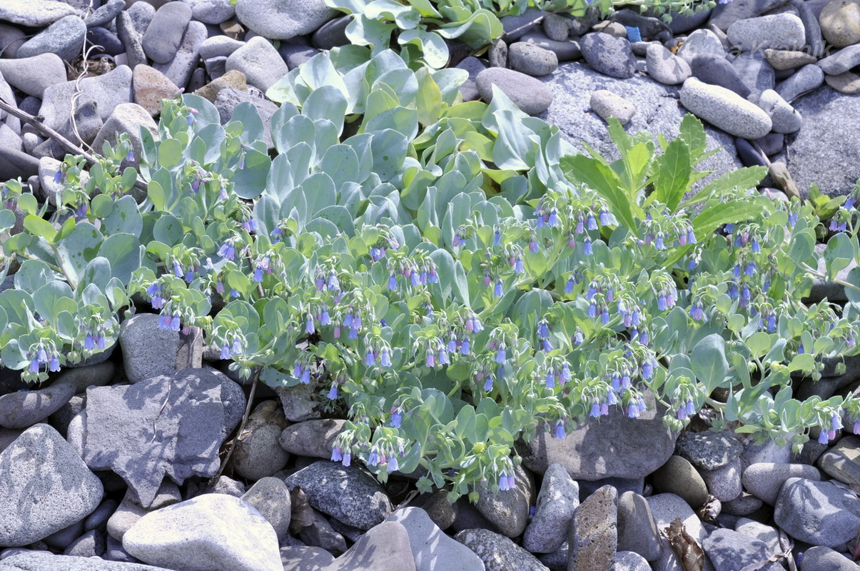 Image of Mertensia maritima specimen.