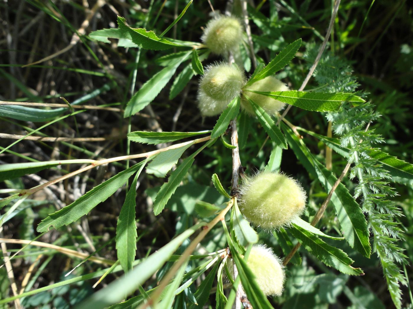 Image of Amygdalus nana specimen.