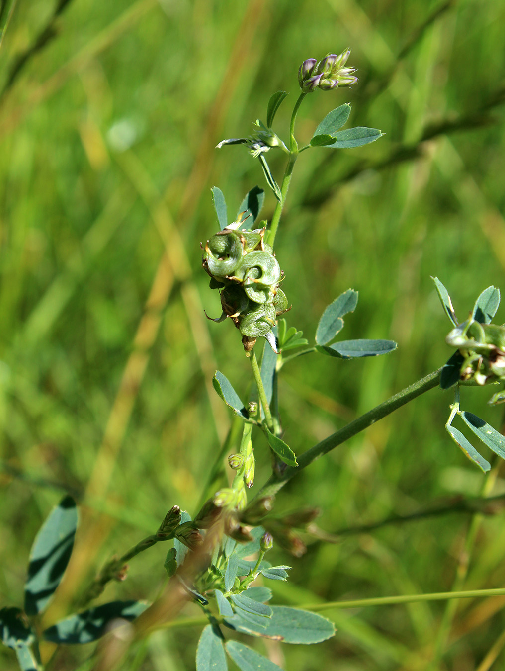 Image of Medicago &times; varia specimen.