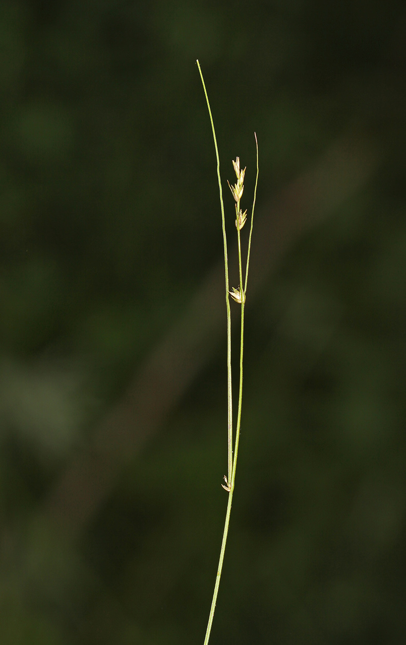 Image of Carex remotiuscula specimen.