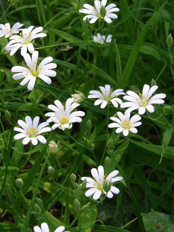 Изображение особи Stellaria holostea.