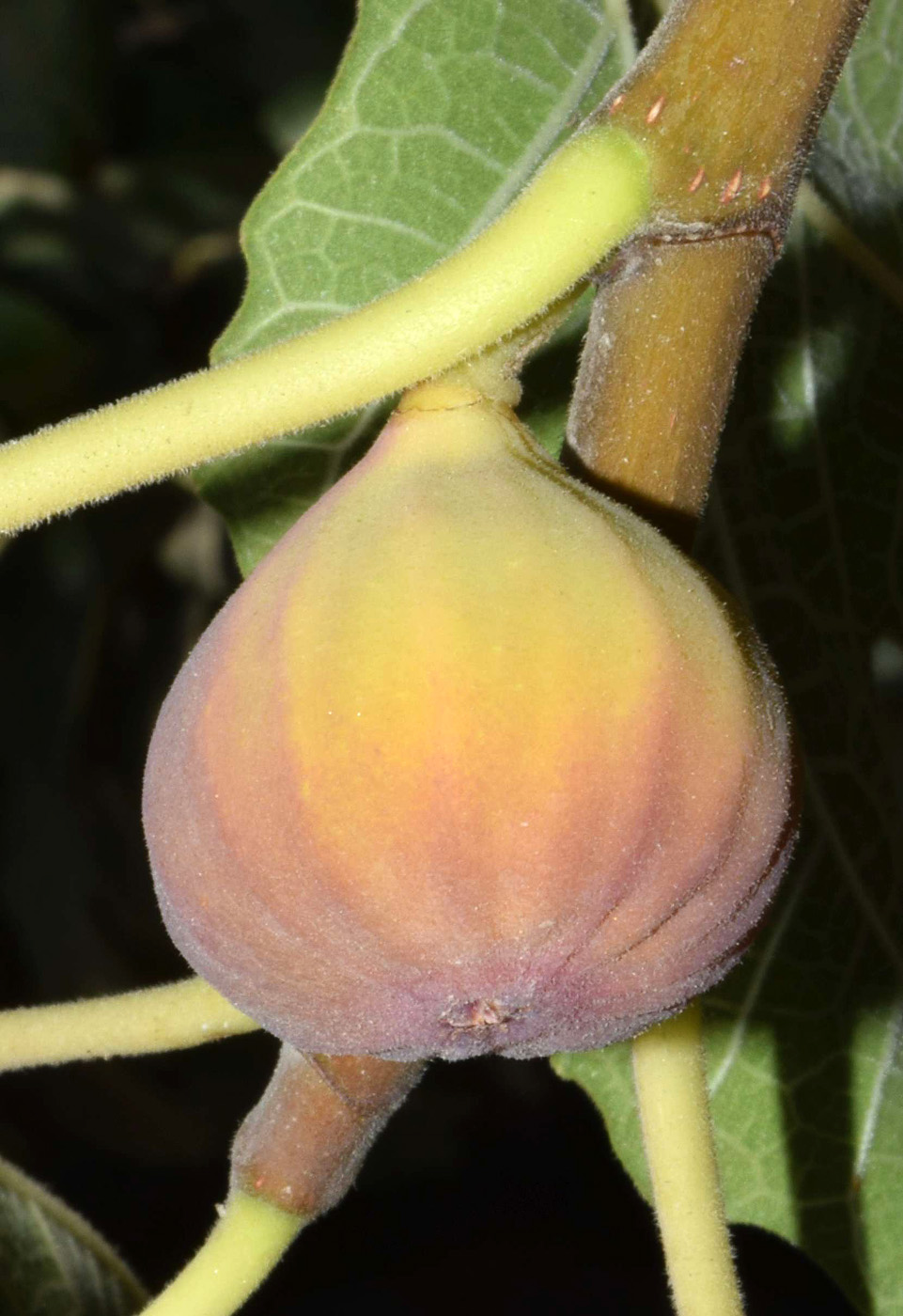Image of Ficus carica specimen.