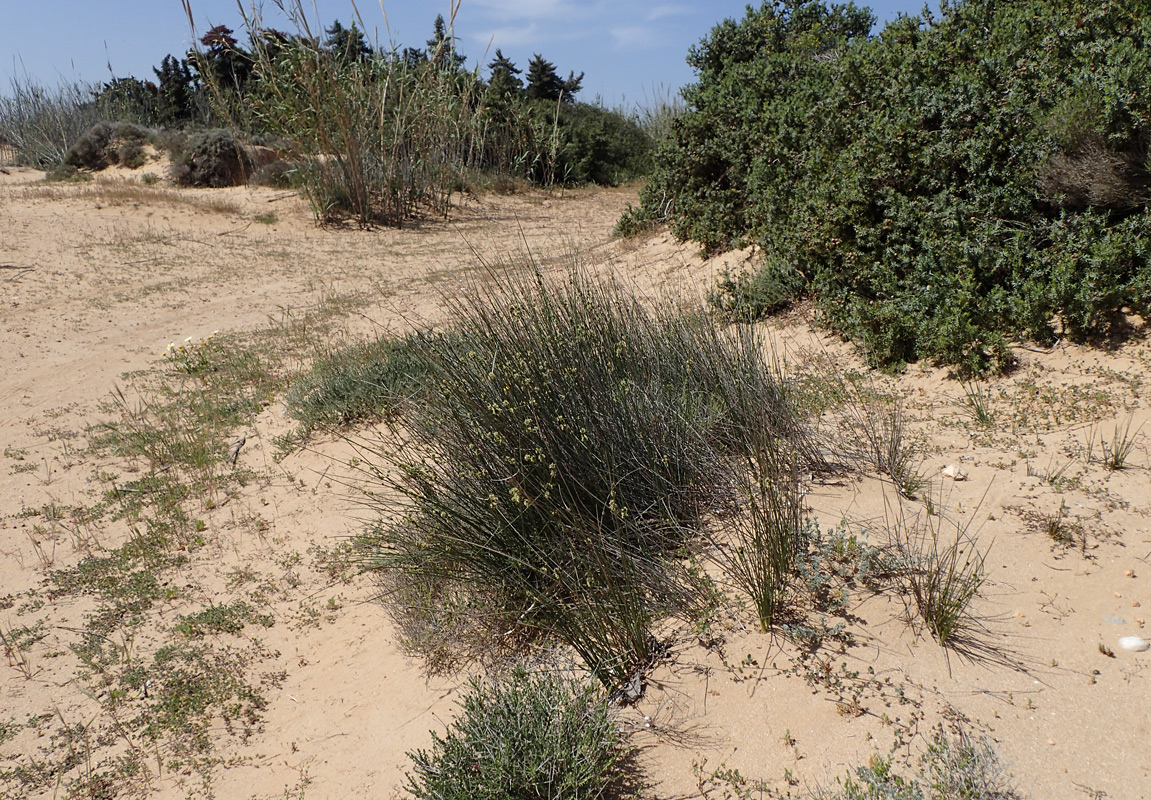 Image of Scirpoides holoschoenus specimen.