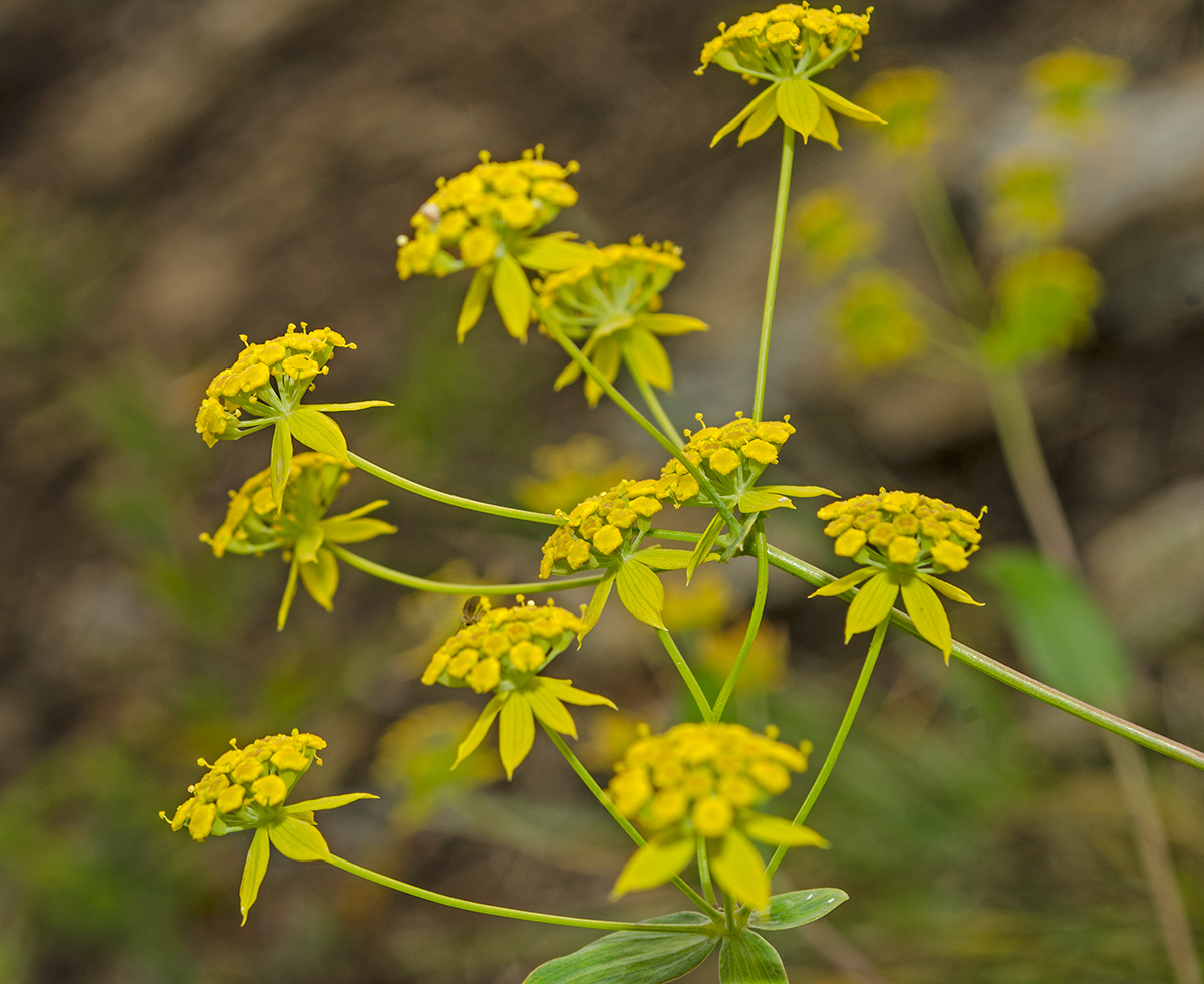 Image of Bupleurum multinerve specimen.