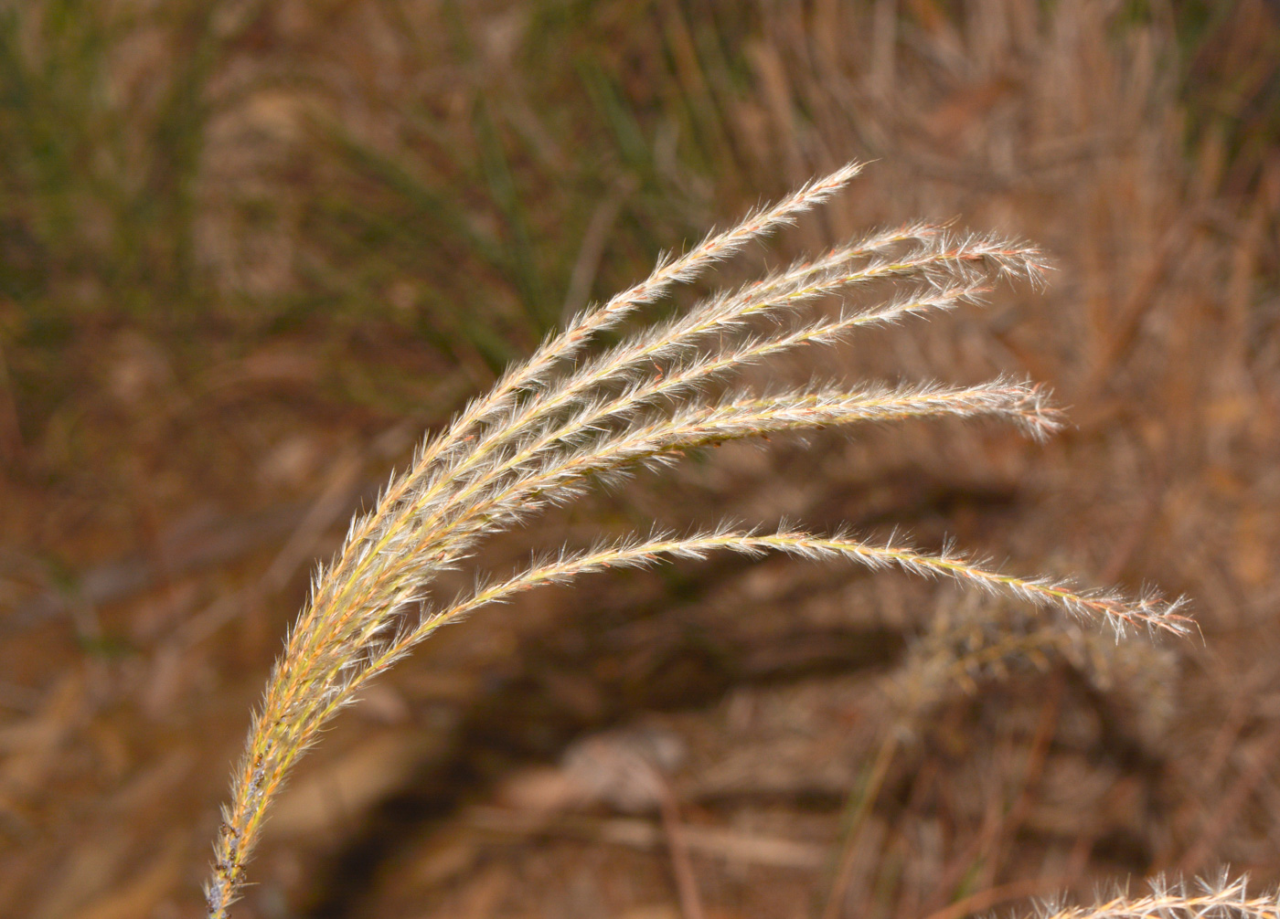 Image of genus Miscanthus specimen.