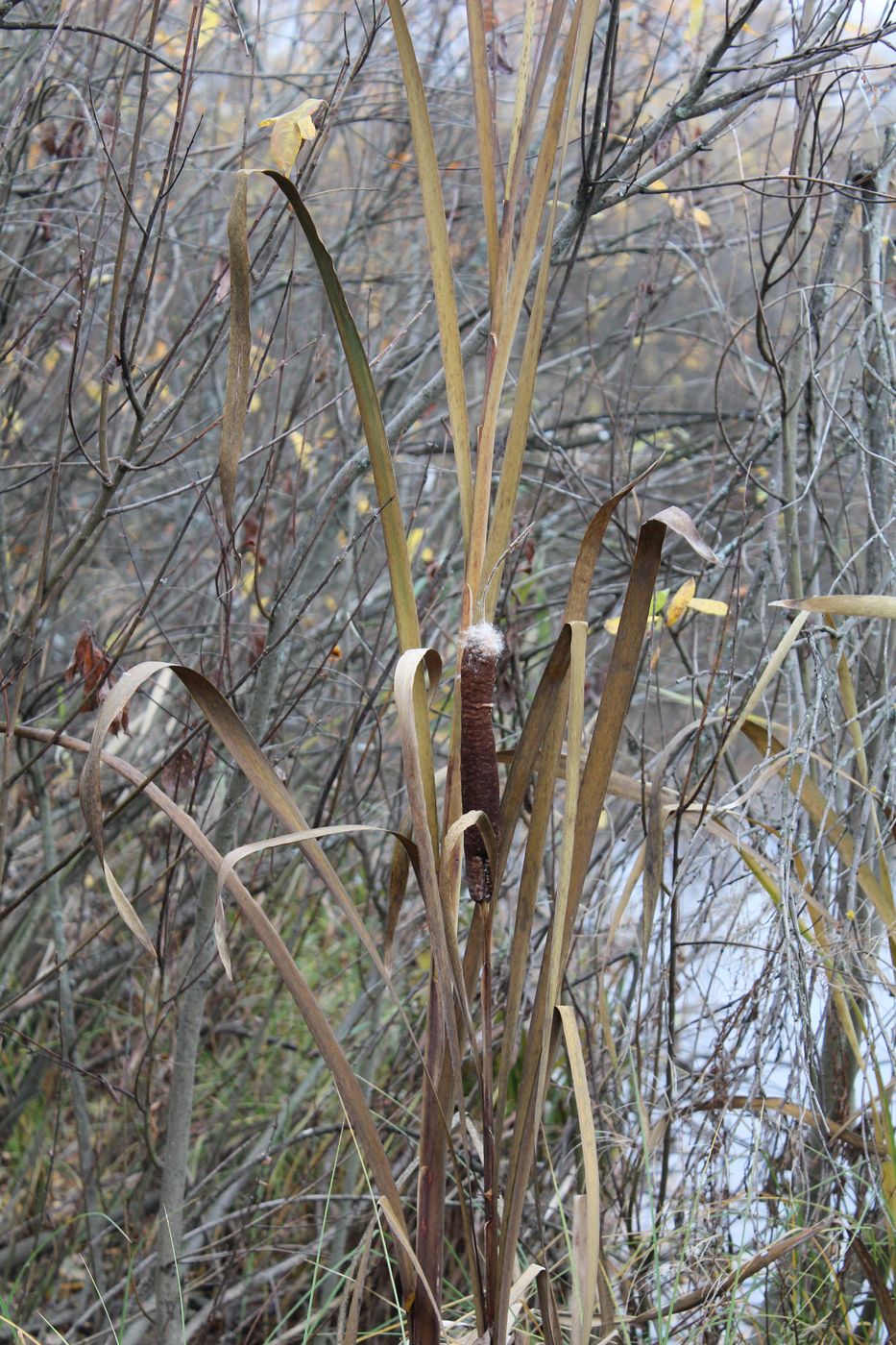 Image of Typha latifolia specimen.