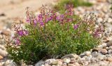 View full-size image Chamaenerion latifolium