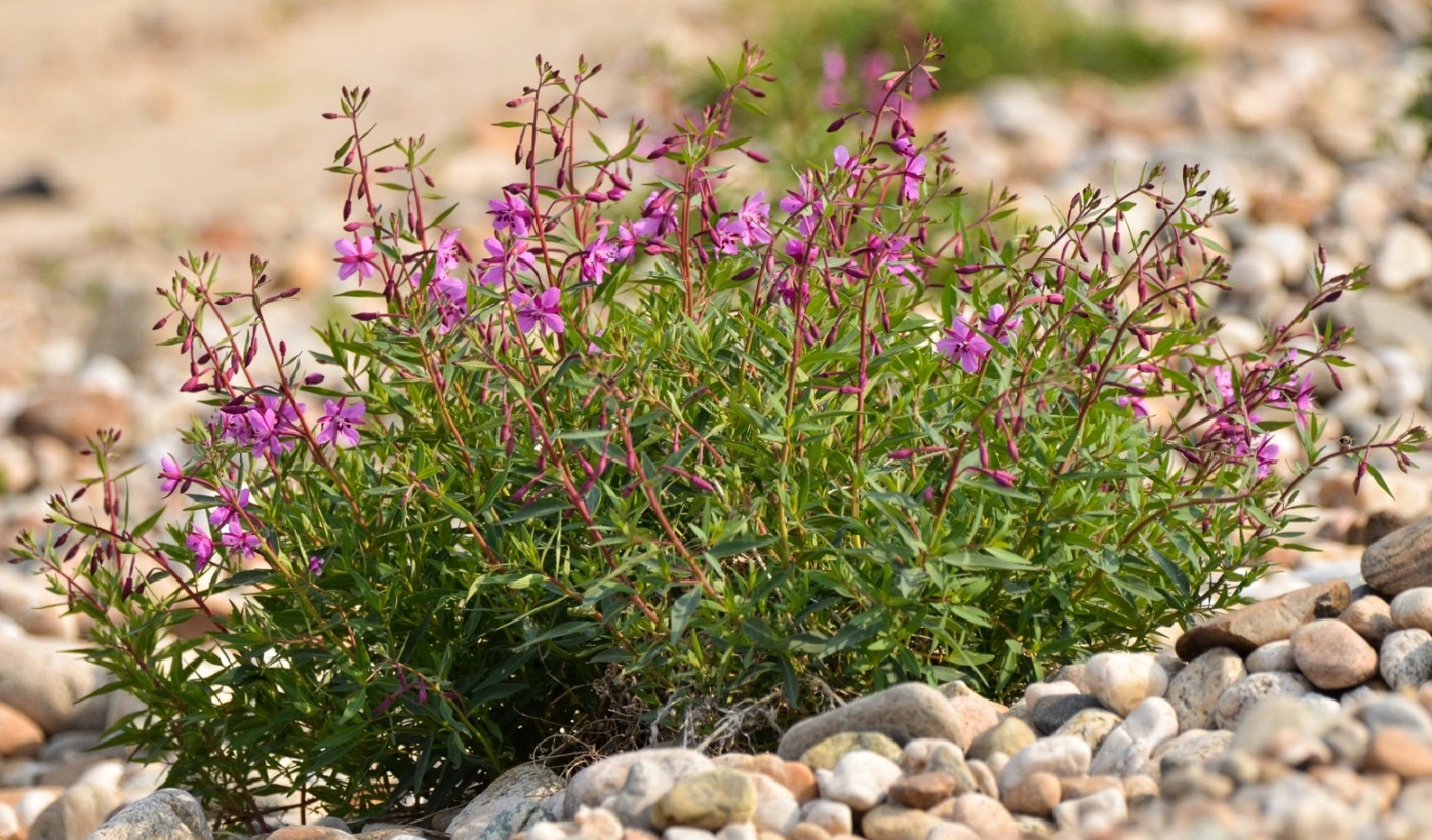 Изображение особи Chamaenerion latifolium.