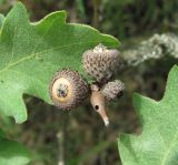 Quercus pubescens