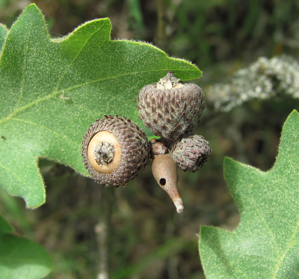 Изображение особи Quercus pubescens.