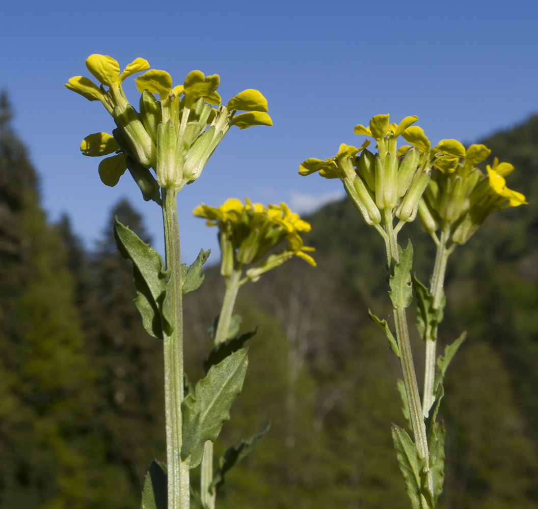 Image of genus Erysimum specimen.