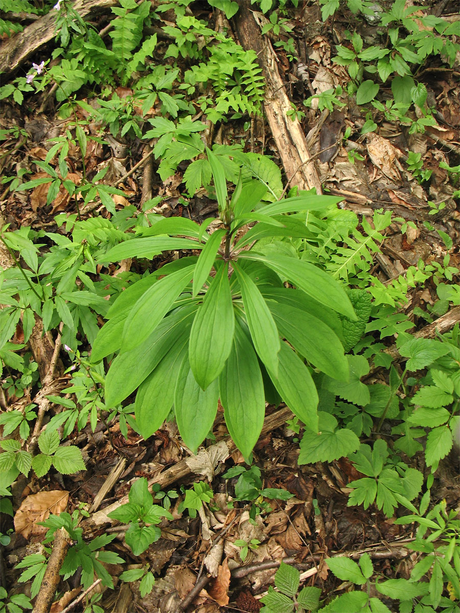 Изображение особи Lilium martagon.