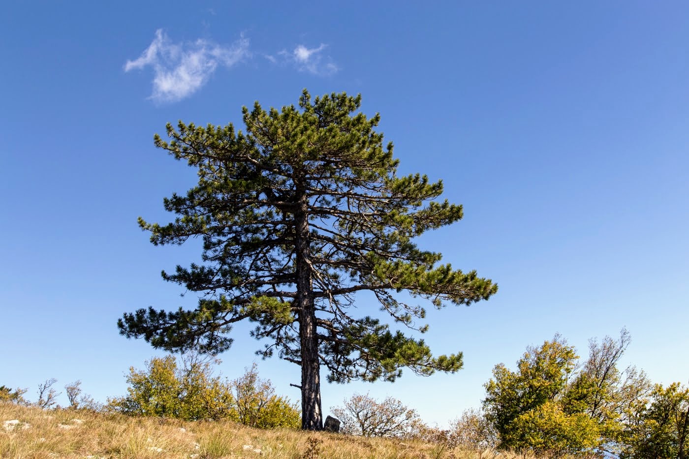 Изображение особи Pinus pallasiana.