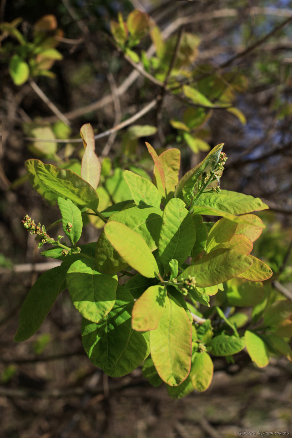 Изображение особи Cotinus coggygria.