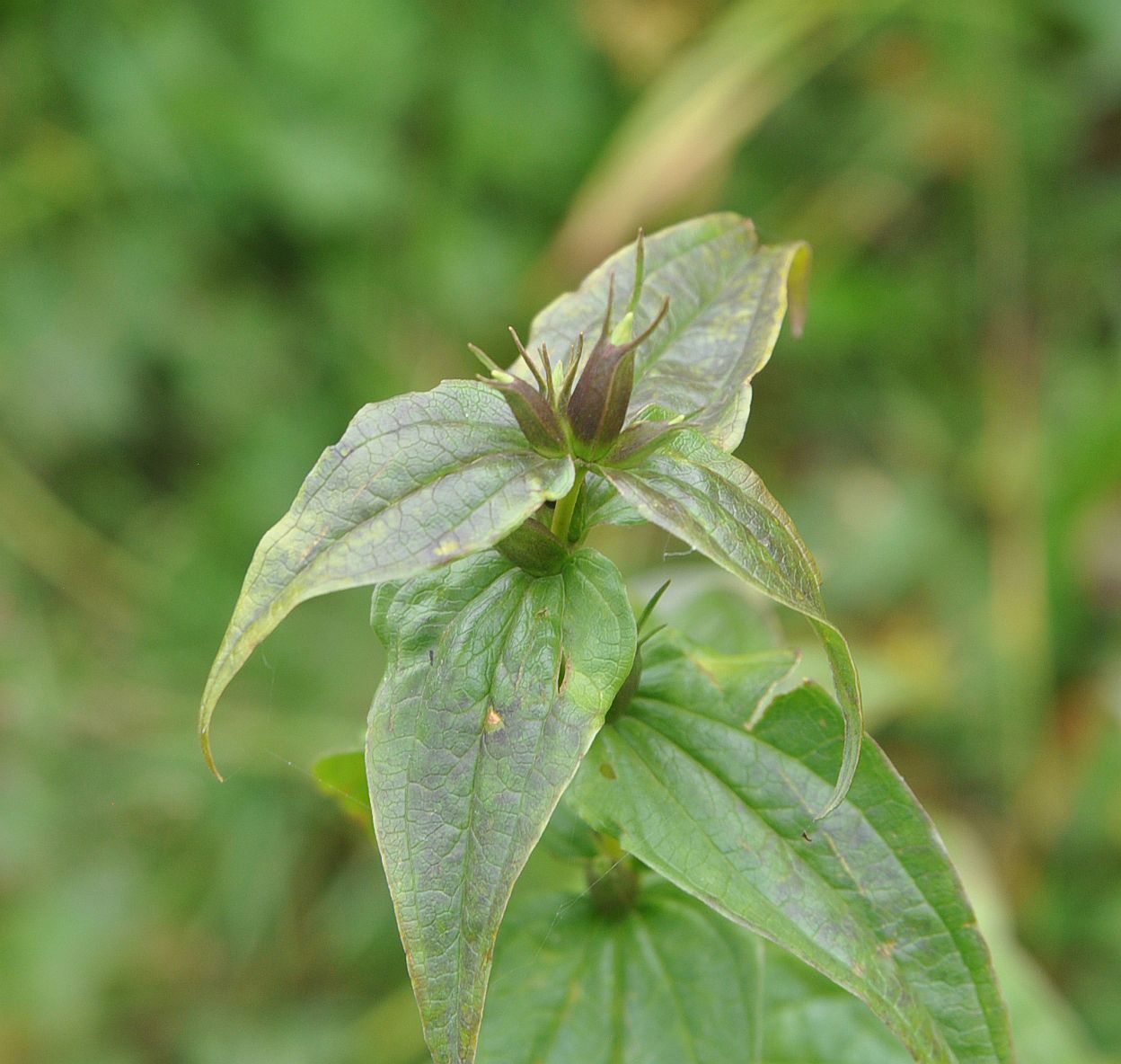 Image of Gentiana schistocalyx specimen.
